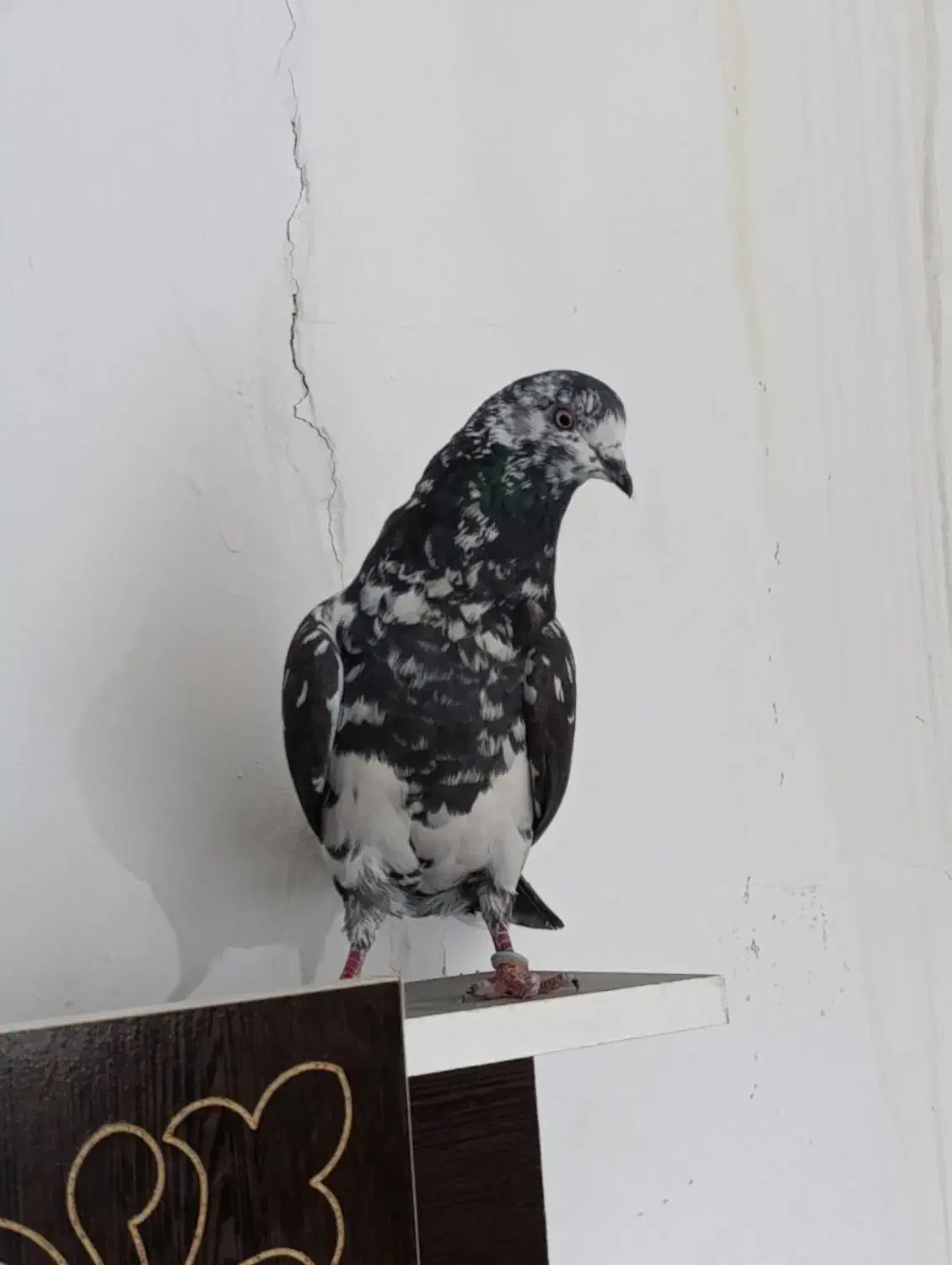 کبوتر ساعتی|حیوانات مزرعه|مینودشت, |دیوار