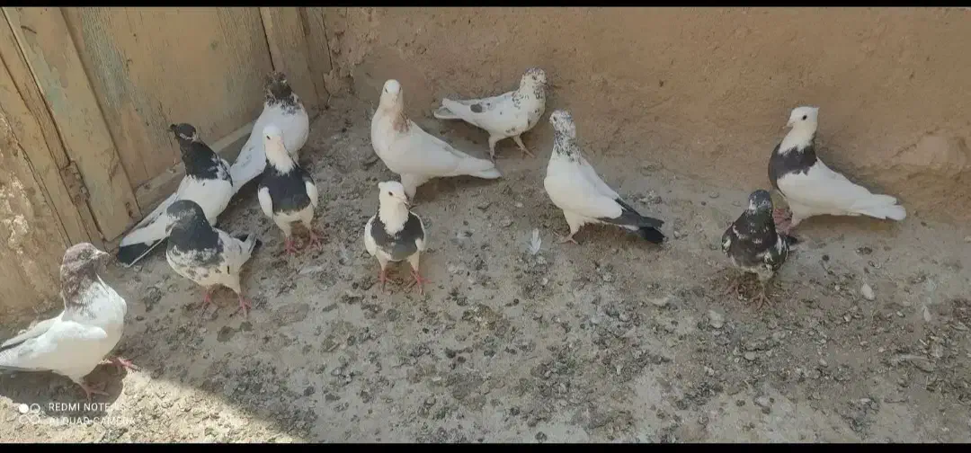 ۱۳عدد کفتر بفروش میرسد|پرنده|کبودرآهنگ, |دیوار