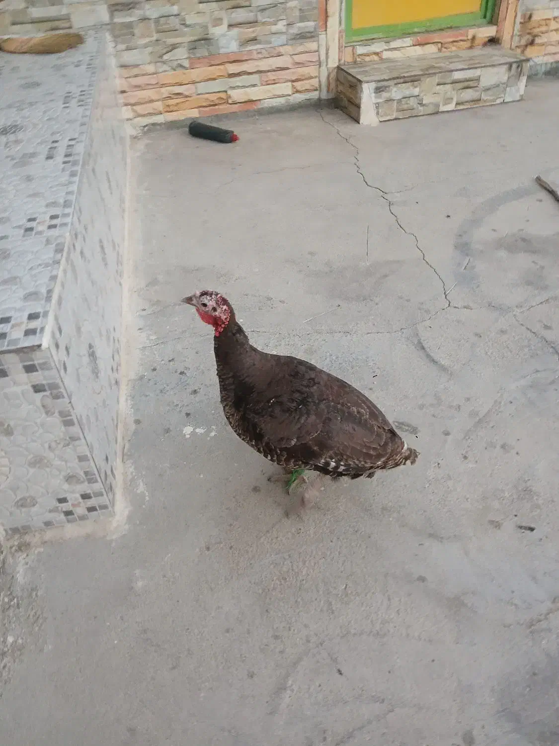 بوقلمون|حیوانات مزرعه|دهدشت, |دیوار