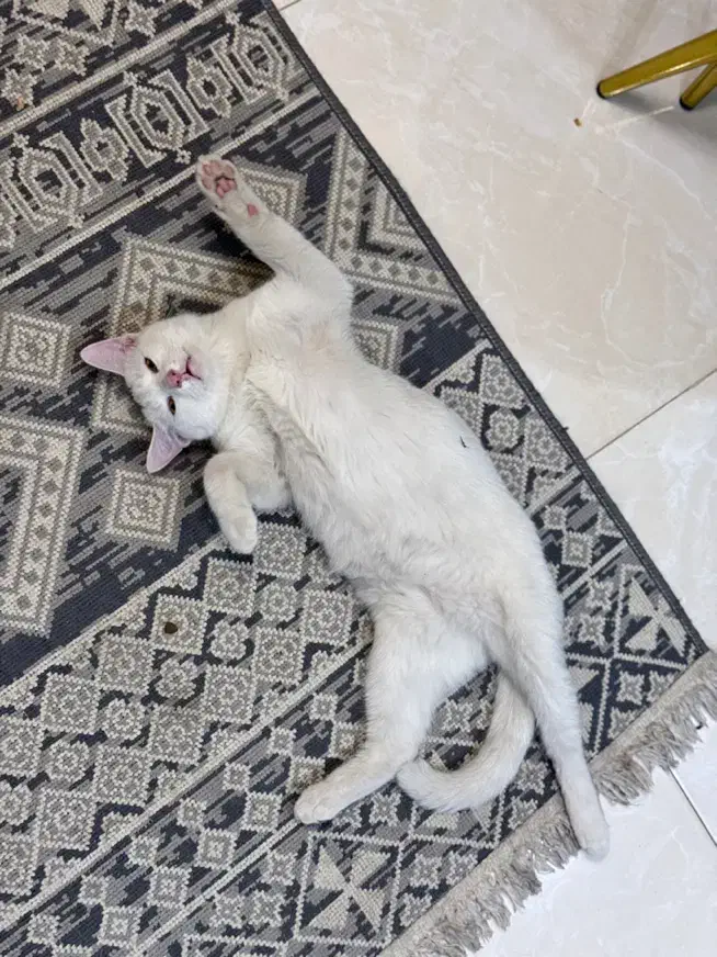 واگذاری دو گربه نر|گربه|شیراز, شهرک مدرس|دیوار