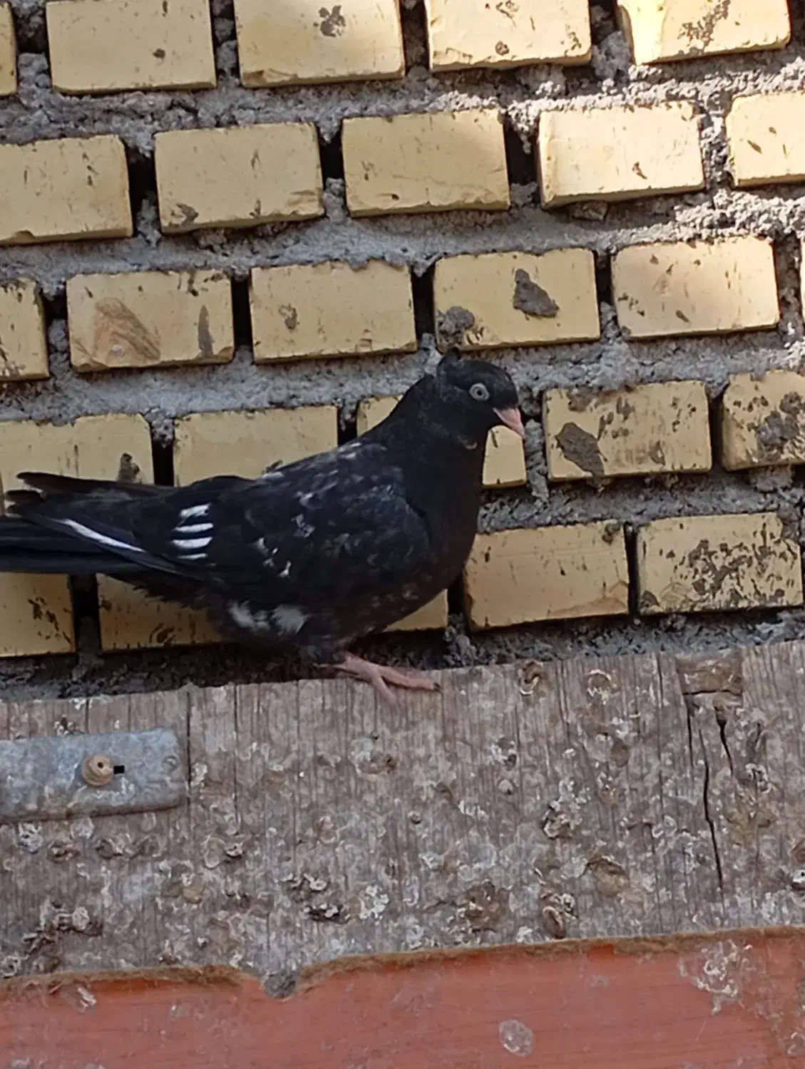 کفتر|پرنده|رامهرمز, |دیوار