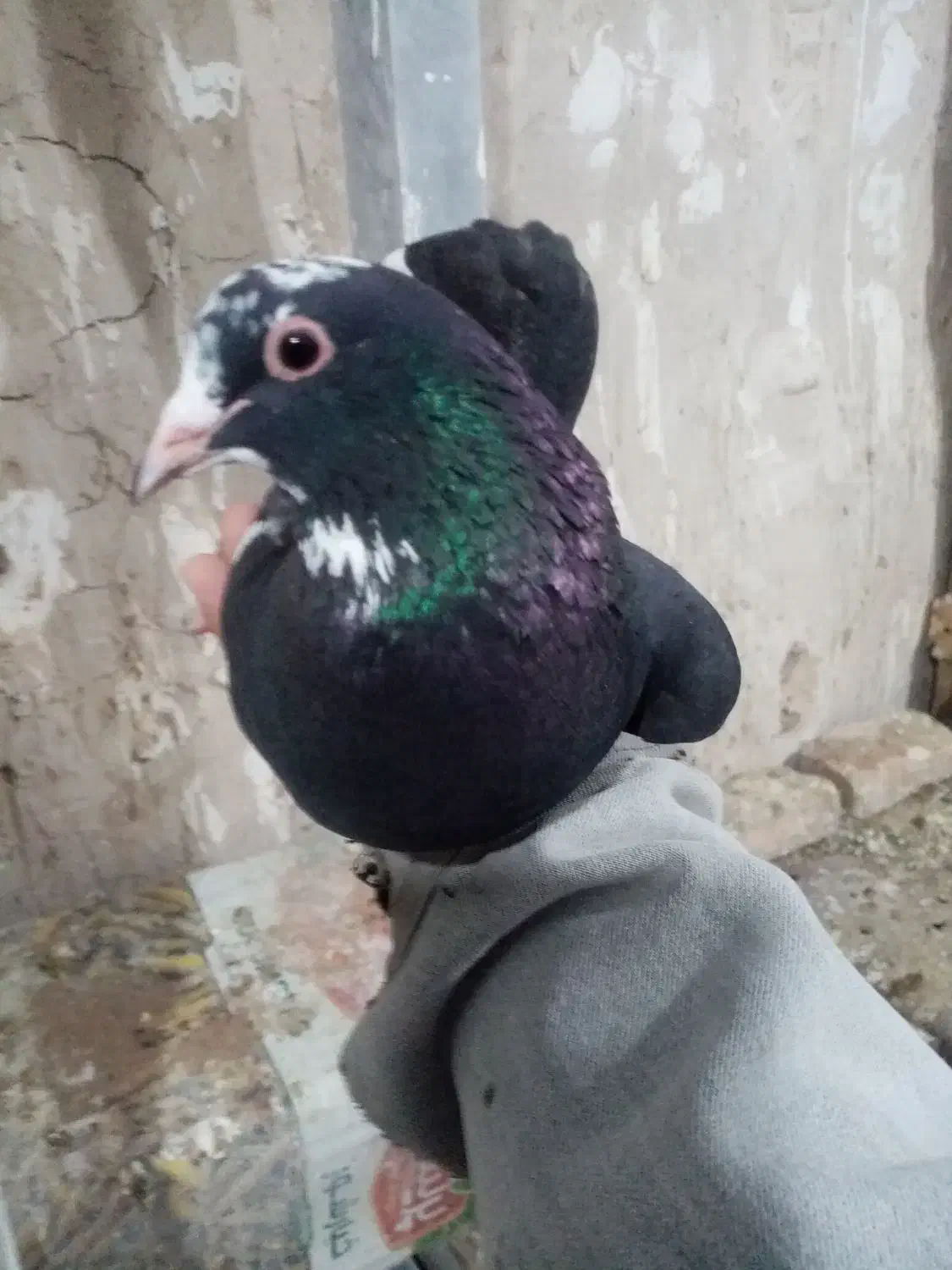 پلنگ عتیقه|پرنده|کرمان, |دیوار