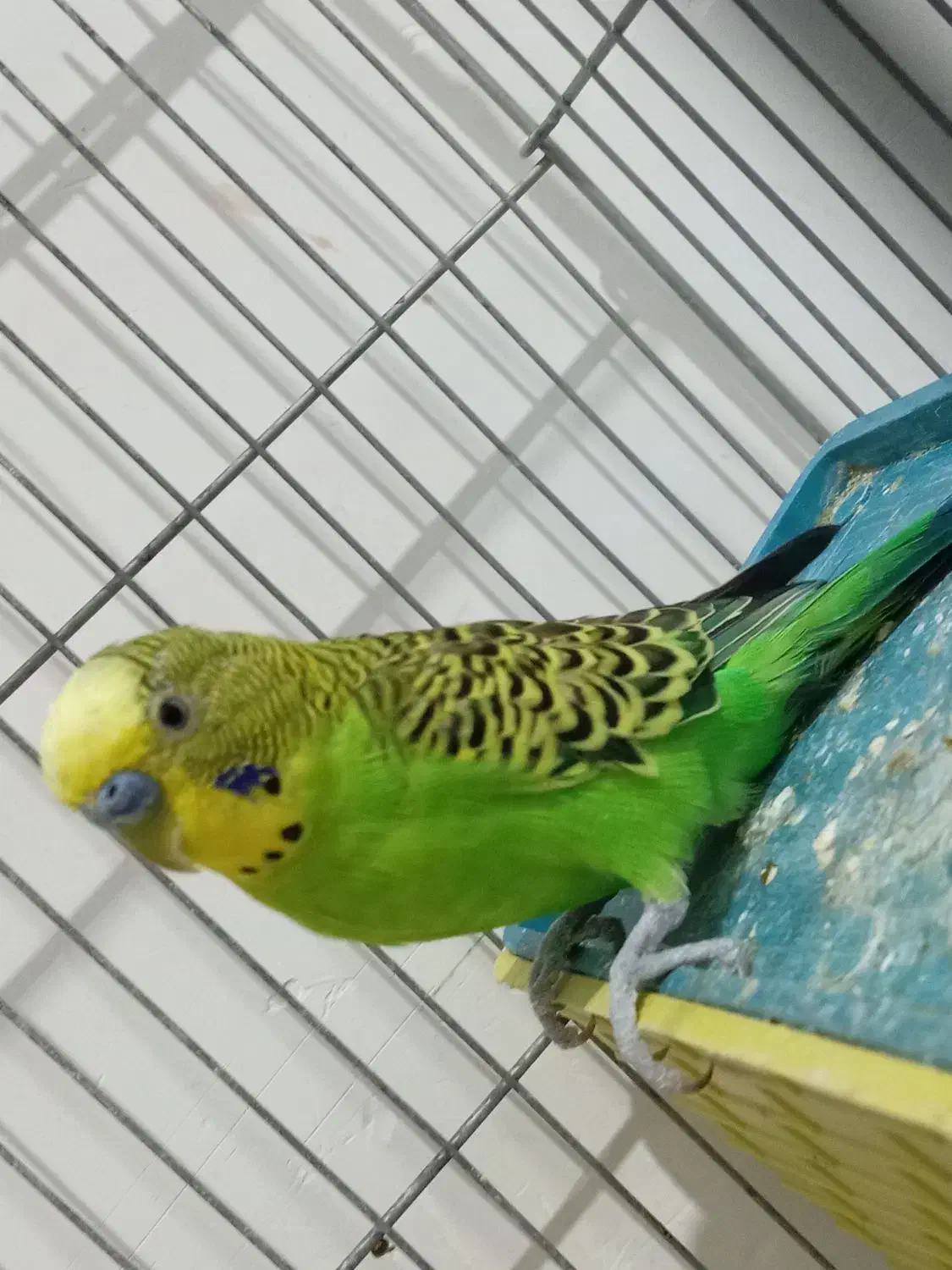 پرنده ای مرغ عشق|پرنده|کازرون, |دیوار