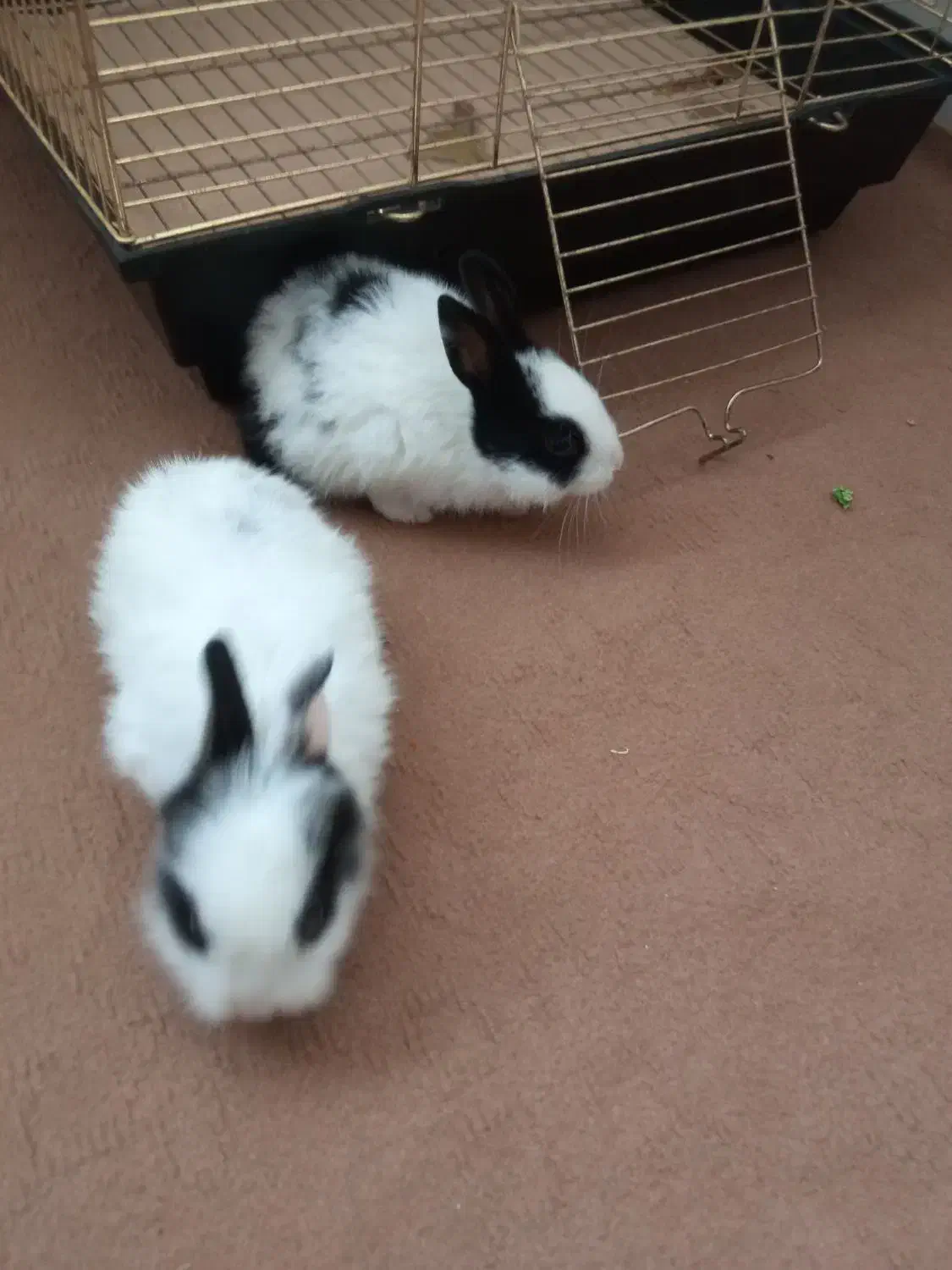 معاوضه خرگوش با همستر|موش و خرگوش|بوئین زهرا, |دیوار