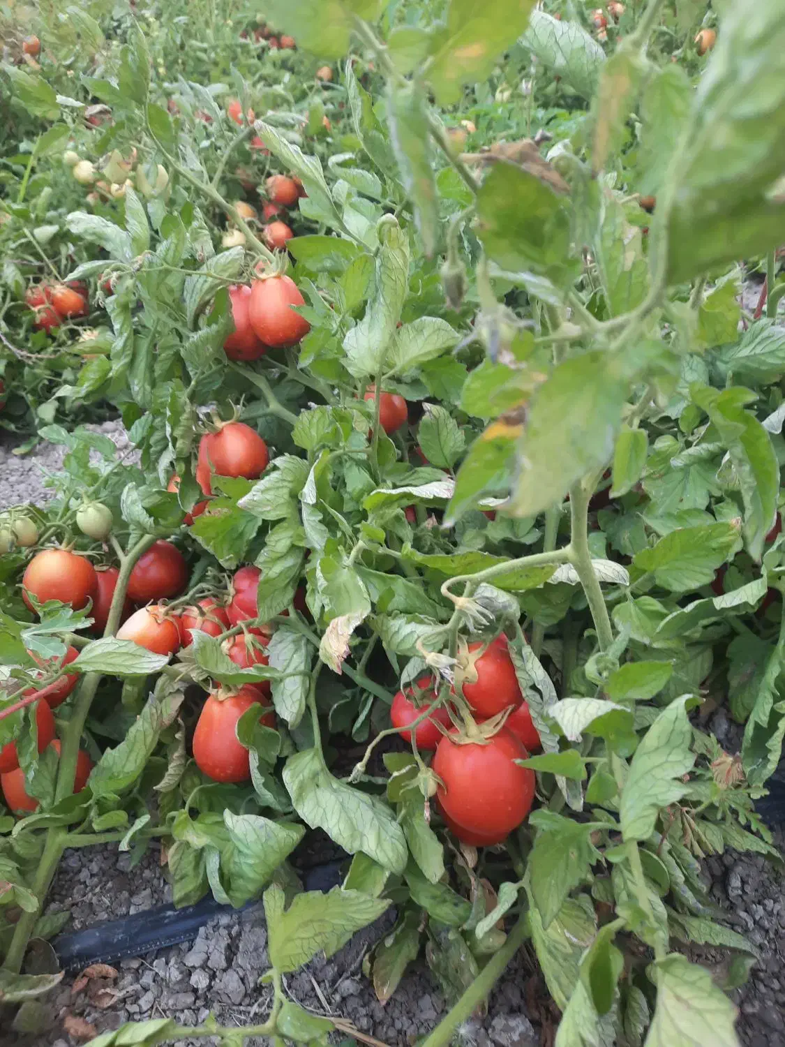 فروش گوجه|خوردنی و آشامیدنی|بانش, |دیوار