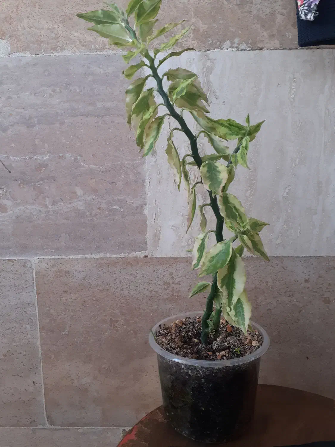 گل های طبیعی|گل و گیاه طبیعی|اردبیل, |دیوار