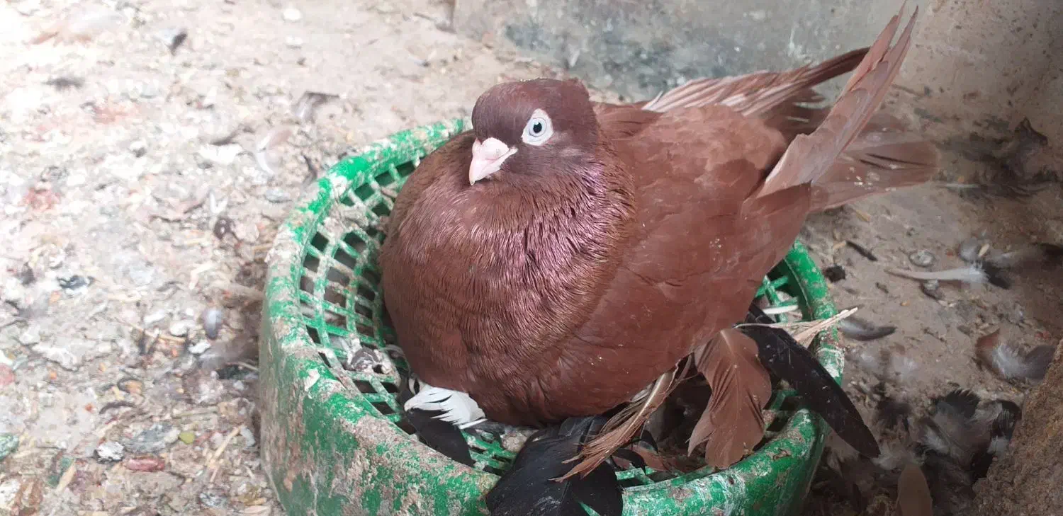 کبوتر صرب|پرنده|ملکان, |دیوار