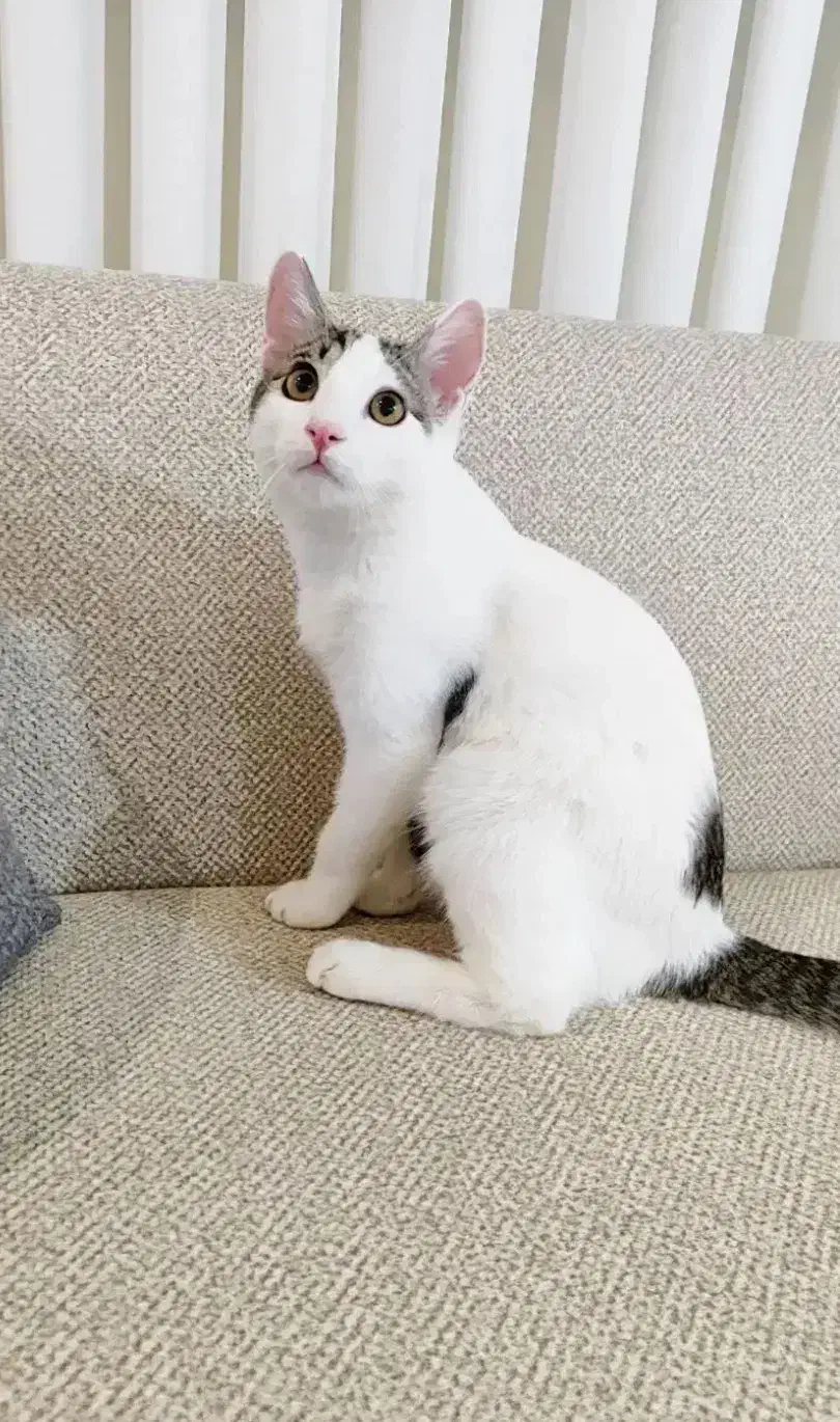 واگذاری گربه نرسفیده ماده رنگی،نژاد چیچلا|گربه|گنبد کاووس, |دیوار