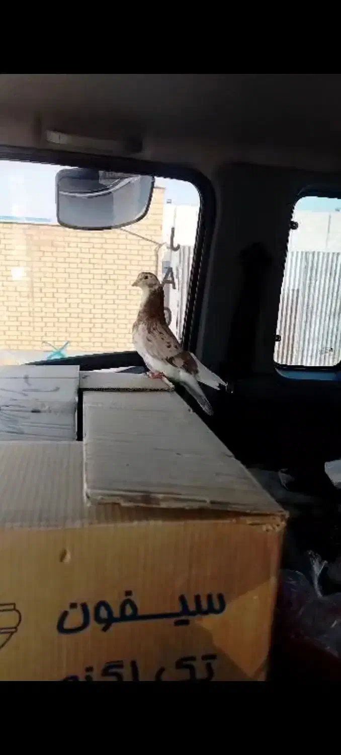 کفتر|حیوانات|نیشابور, ۲۲ بهمن|دیوار