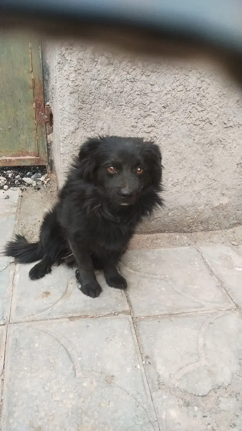 فروش سگ شیتزو|سگ|بم, |دیوار