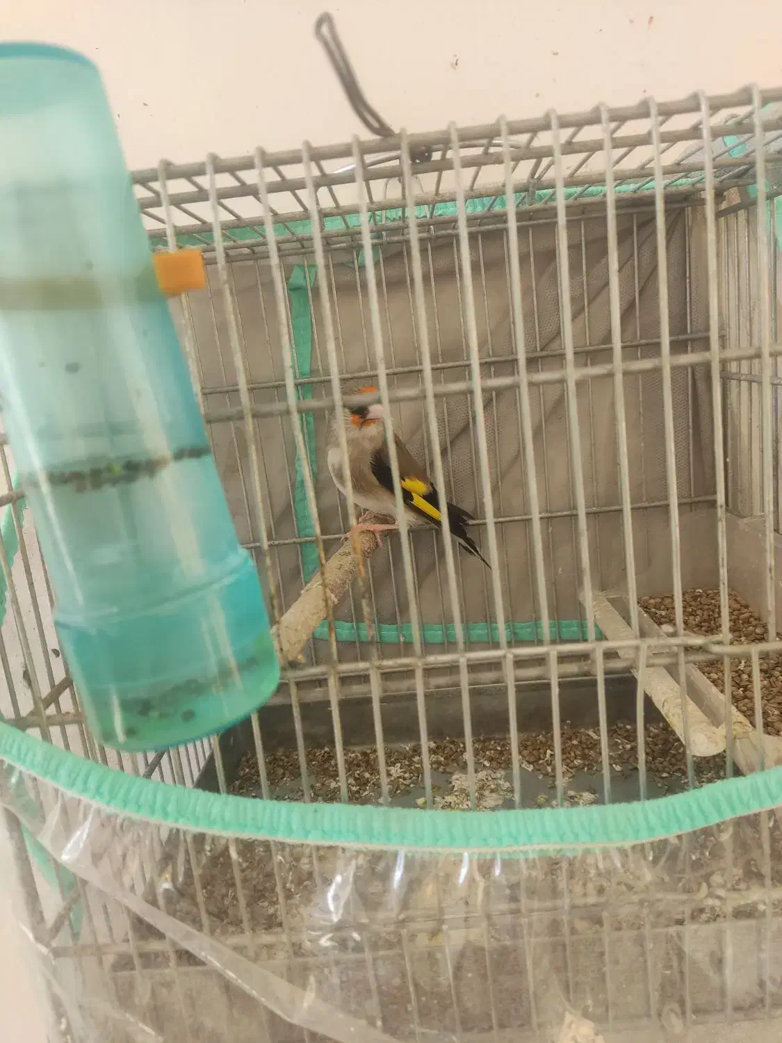 سهره|پرنده|شیراز, کوشک میدان|دیوار