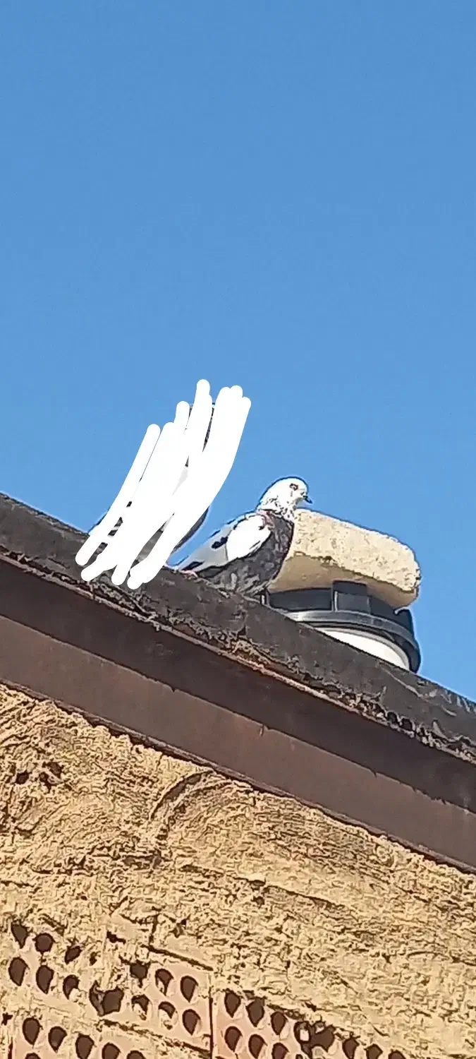 کفتر سوسکی گمشده|حیوانات|اسلامشهر, شهرک امام حسین (میان آباد)|دیوار