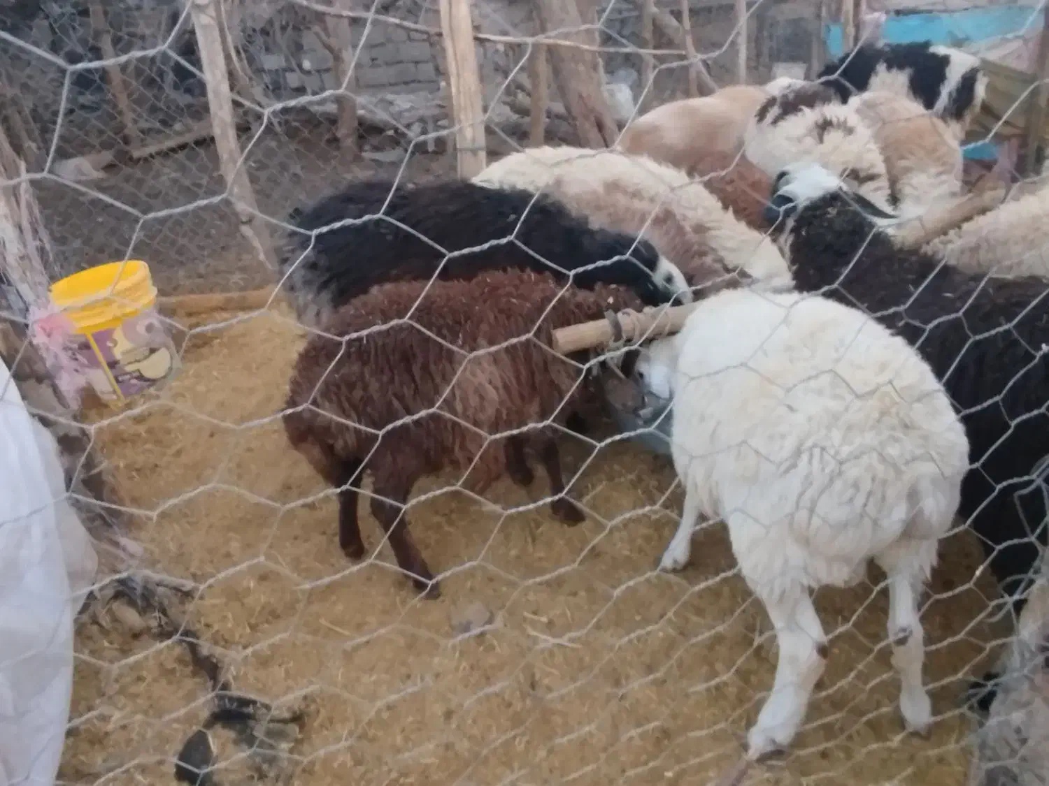 بره . نر .ماده|حیوانات مزرعه|رابر, |دیوار