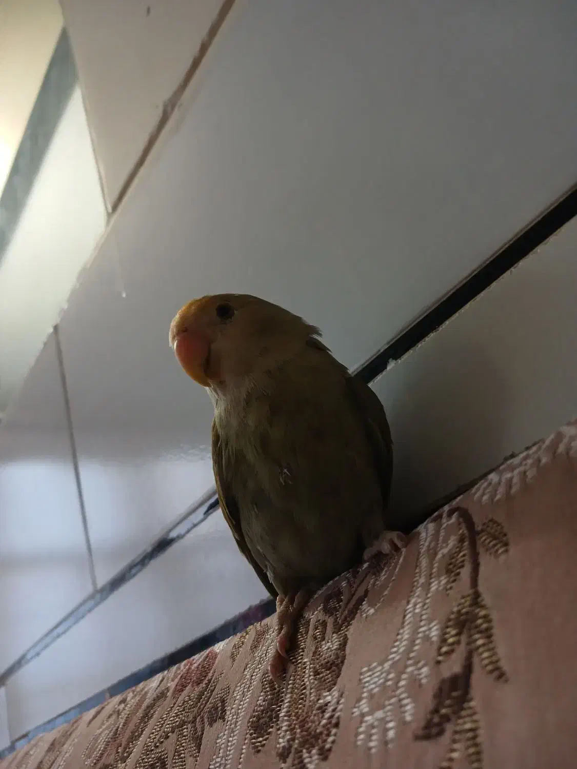 گمشده|حیوانات|خمینی‌شهر, |دیوار