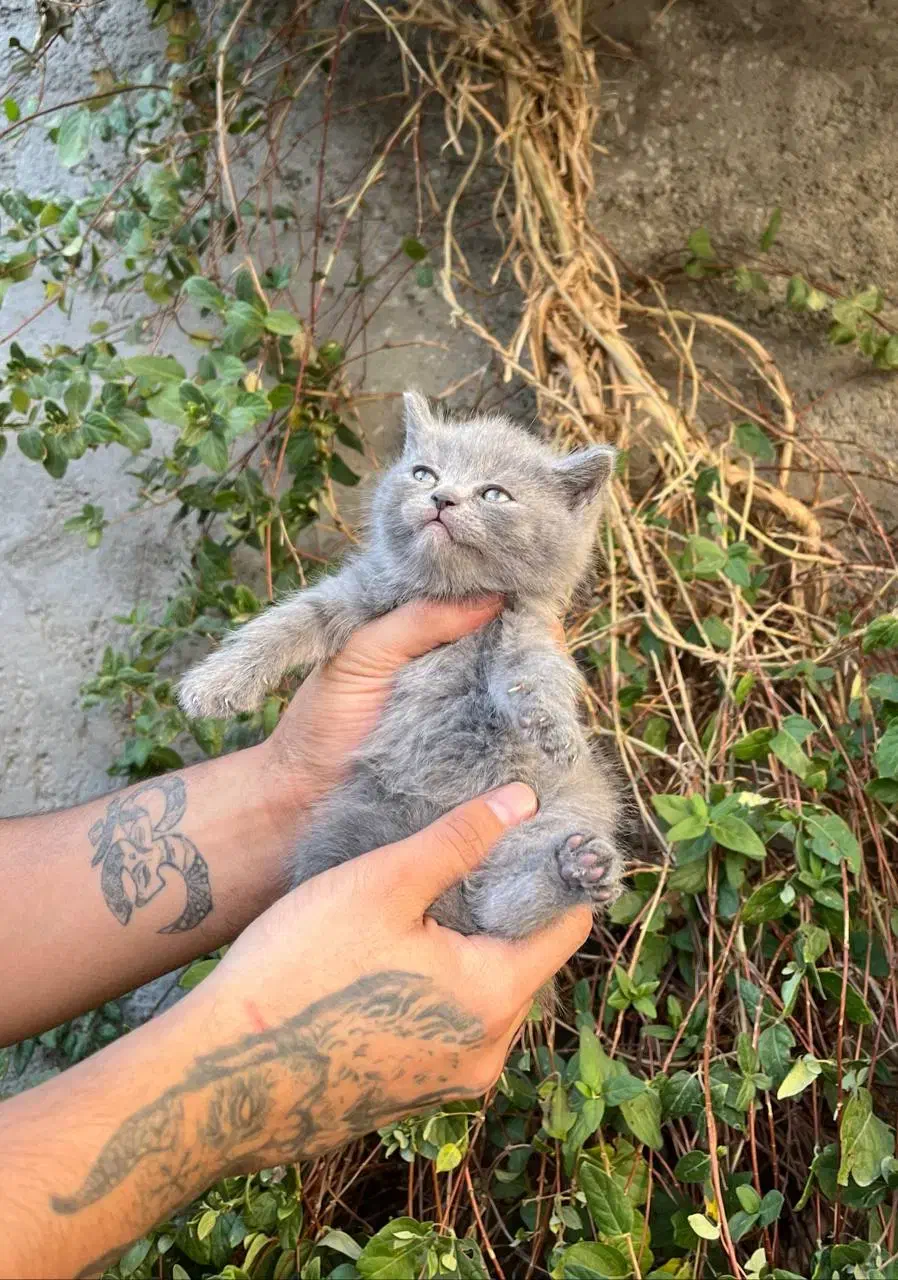 گربه بریتیش فلد بلو|گربه|محمودآباد, |دیوار