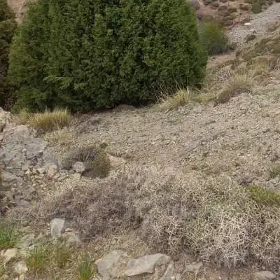 زمین دنج در مبارک اباد|فروش زمین و ملک کلنگی|قنوات, |دیوار