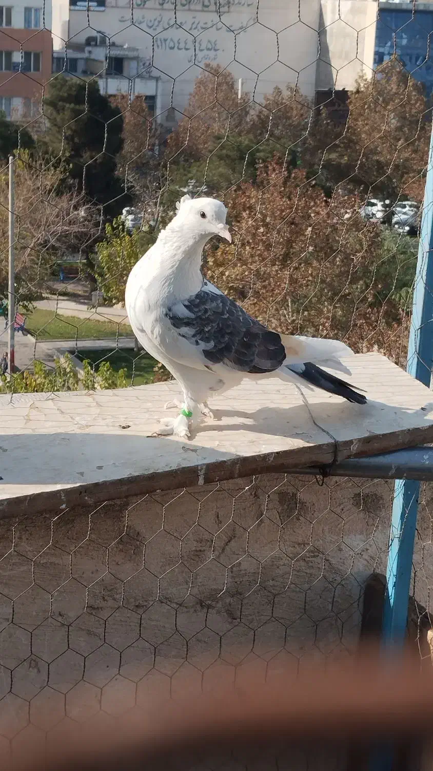 کبوتر دو طوق ماده|پرنده|اندیشه, اندیشه فاز ۴|دیوار