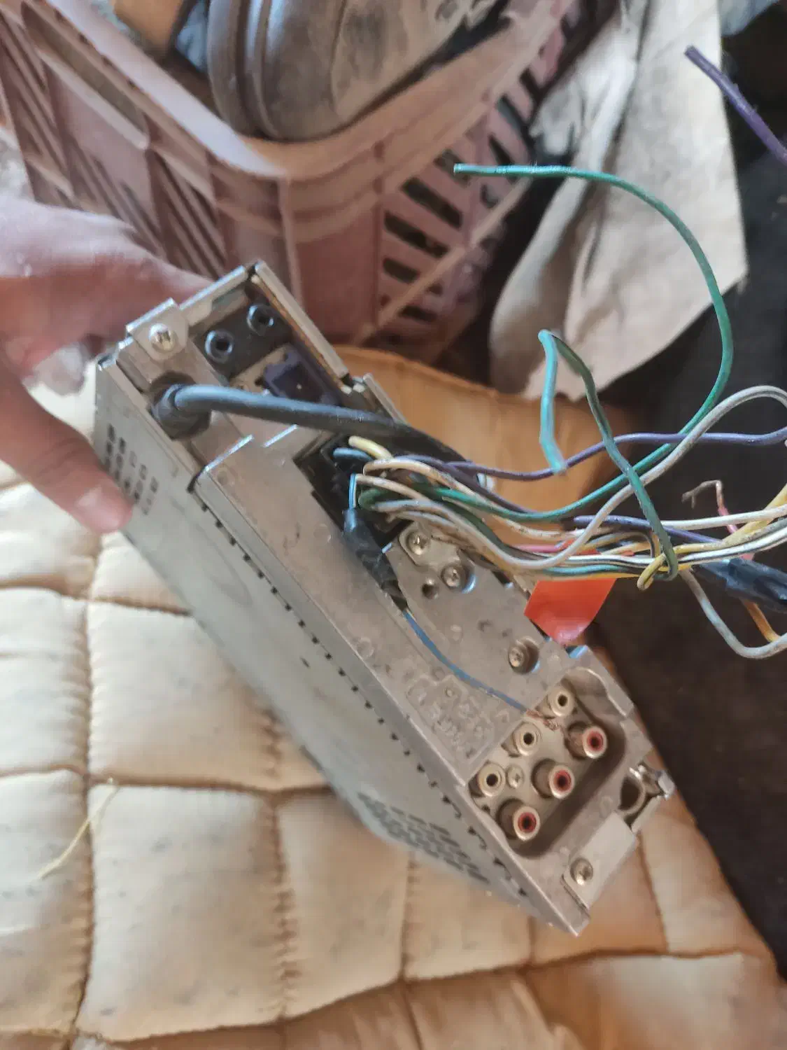 گربه|گربه|کرمان, |دیوار