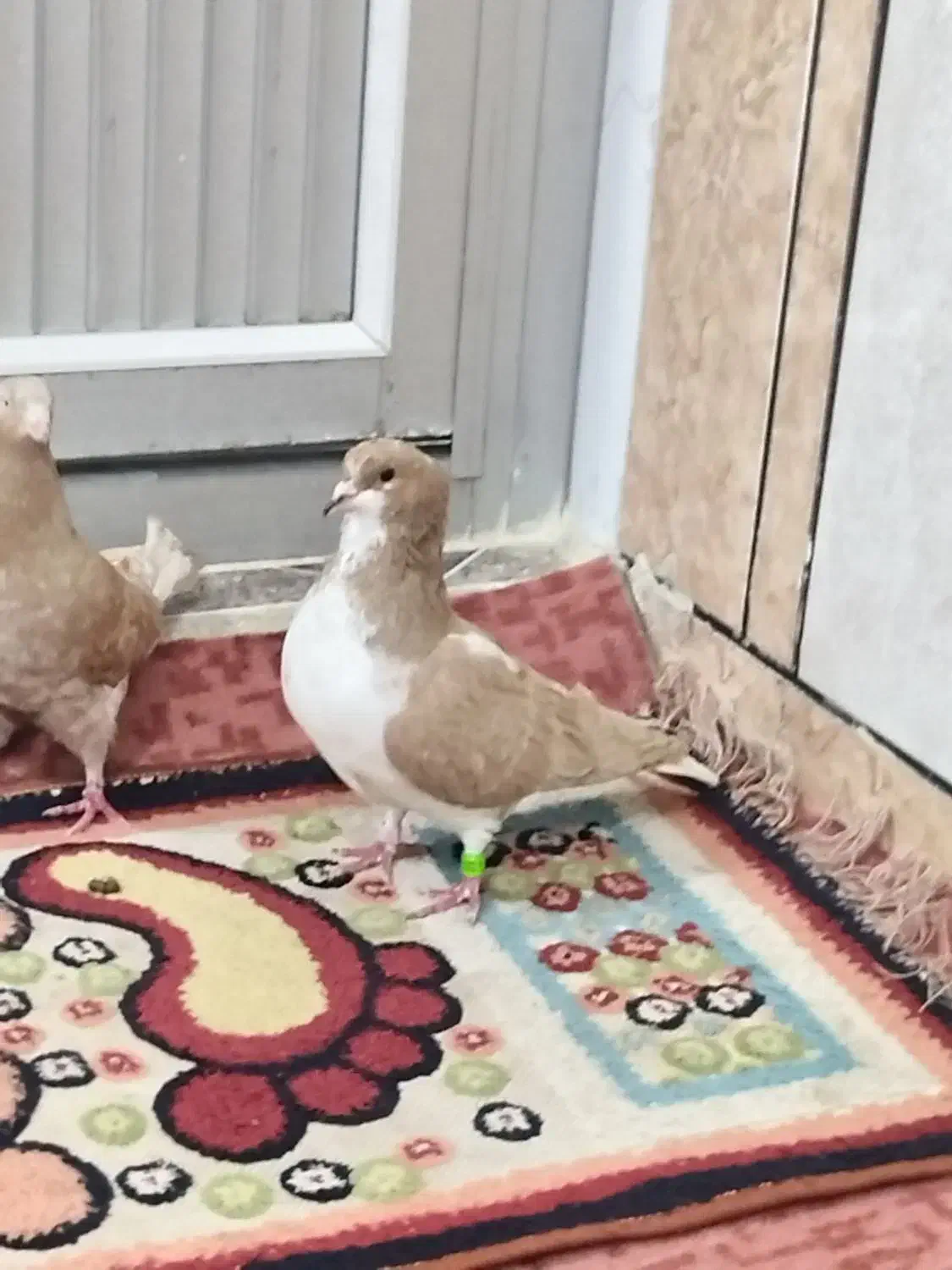 چپی زرد|پرنده|اهواز, زرگان|دیوار