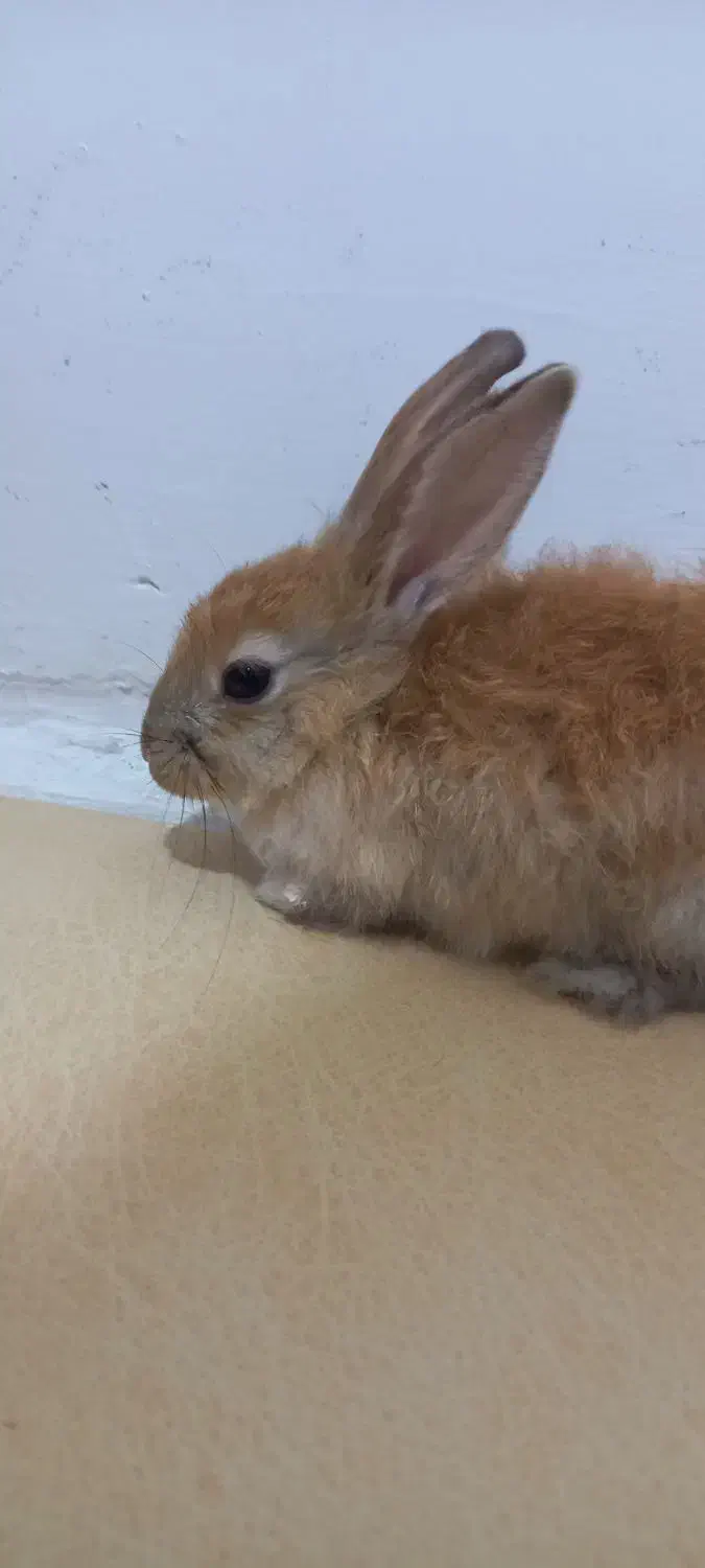 خرگوش|موش و خرگوش|محمدیه-قزوین, |دیوار