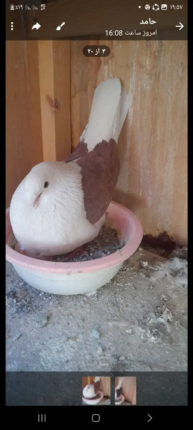 کبوتر|پرنده|مشکیندشت, |دیوار