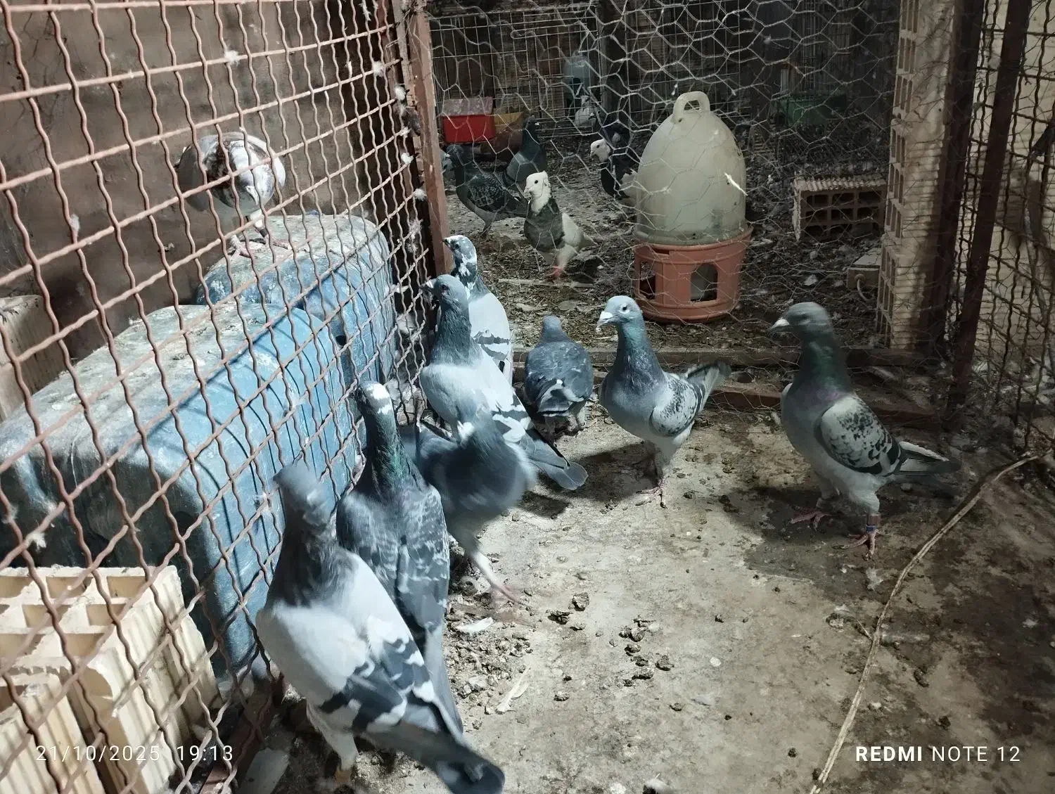 پلاکی|پرنده|چمران, |دیوار