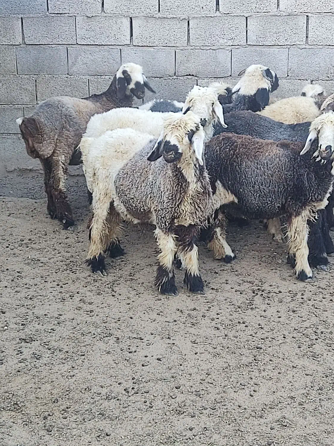 بره نره ماده|حیوانات مزرعه|درودزن, |دیوار