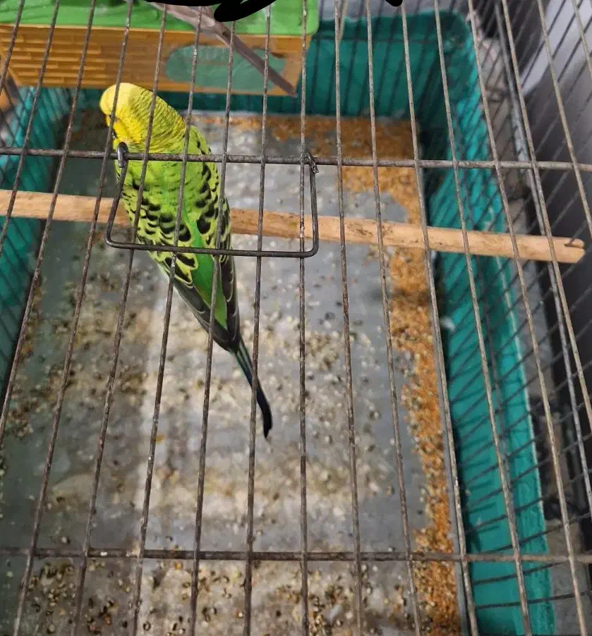 مرغ عشق|پرنده|مسجد سلیمان, |دیوار