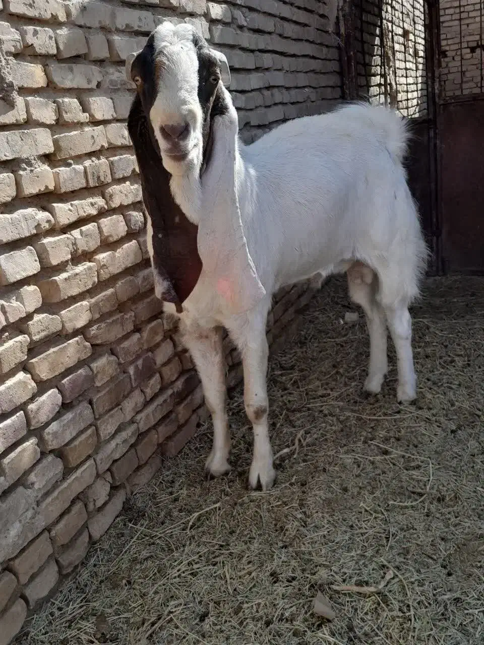 نری گلابی|حیوانات مزرعه|رفسنجان, |دیوار