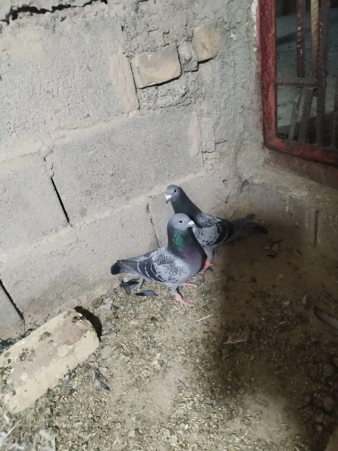 مگس نر|پرنده|زابل, |دیوار