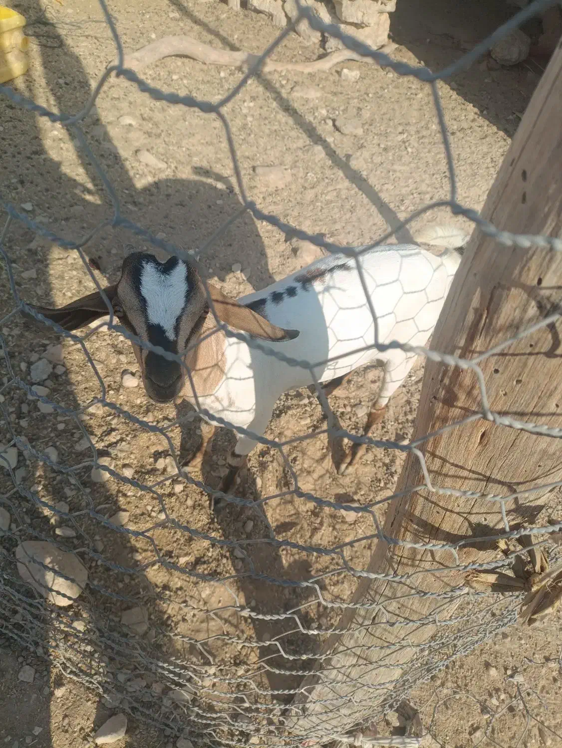 کهره به فروش می رسد|حیوانات مزرعه|مهران (هرمزگان), |دیوار