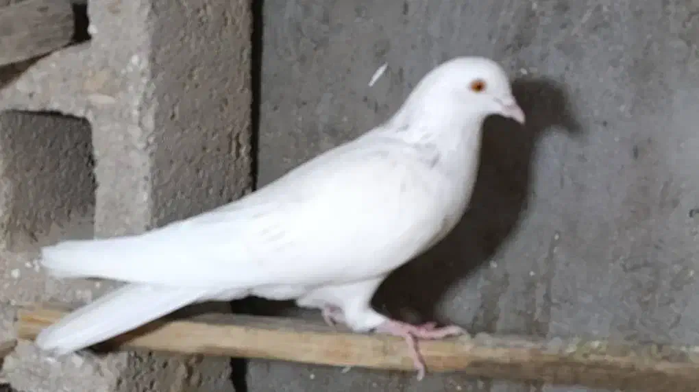 کبوتر|پرنده|قشم, |دیوار