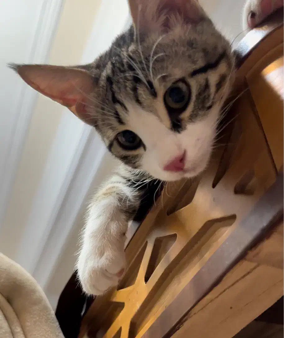 گمشده ، گربه دی اس اچ نر ۷ ماهگی|گربه|مرند, |دیوار