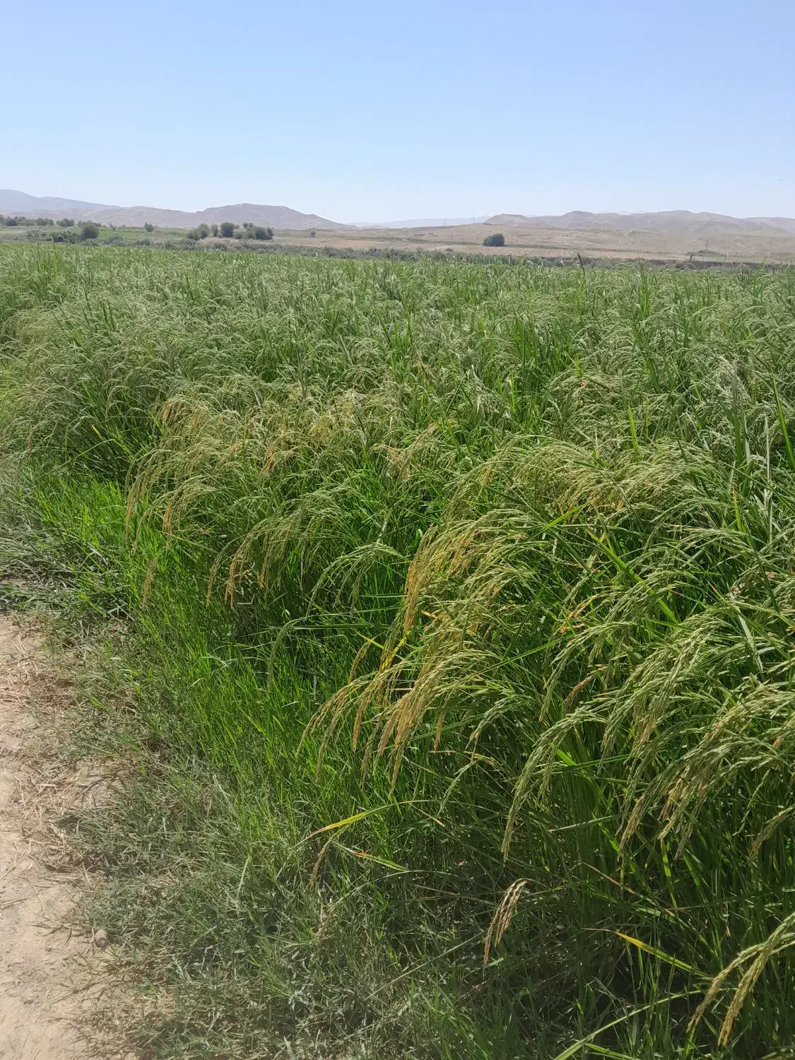 پرس کاه|عمده‌فروشی|مشهد, شهرک صنعتی توس|دیوار