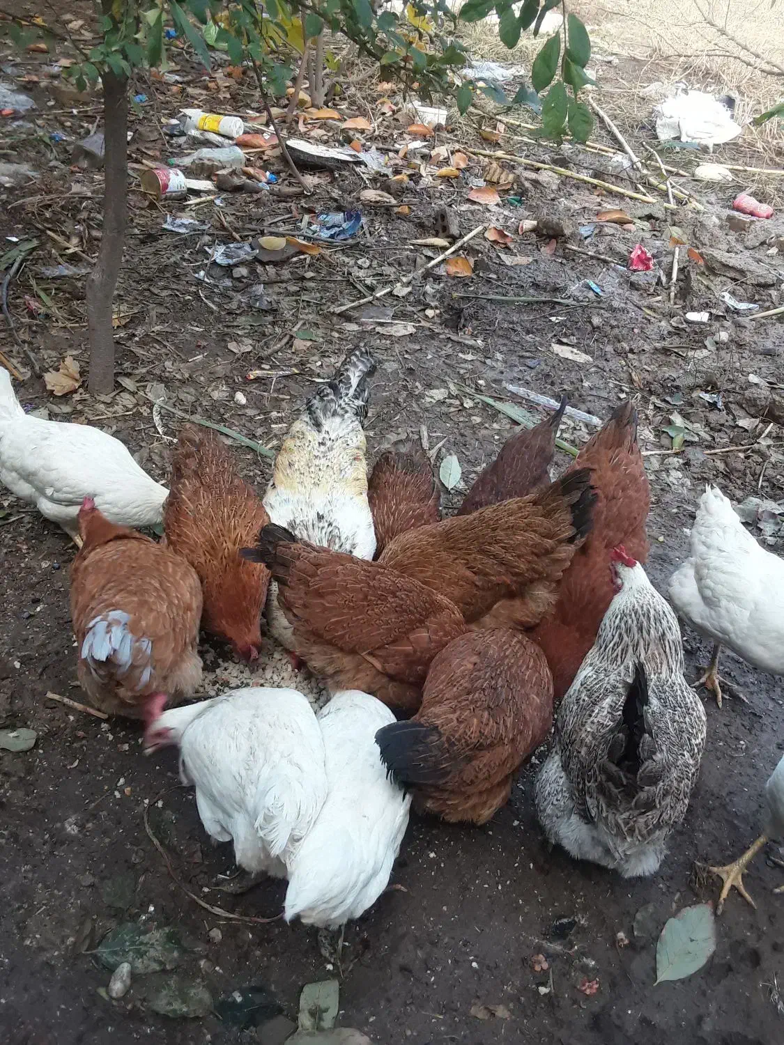 تعداد5عددمرغ ویک خروس|حیوانات مزرعه|گالیکش, |دیوار