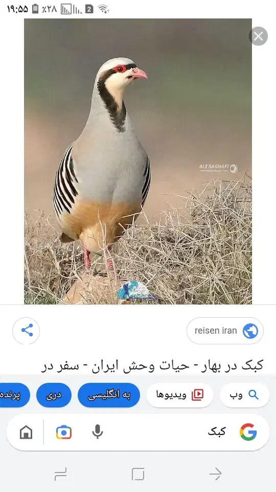 کبوتر|پرنده|صحنه, |دیوار