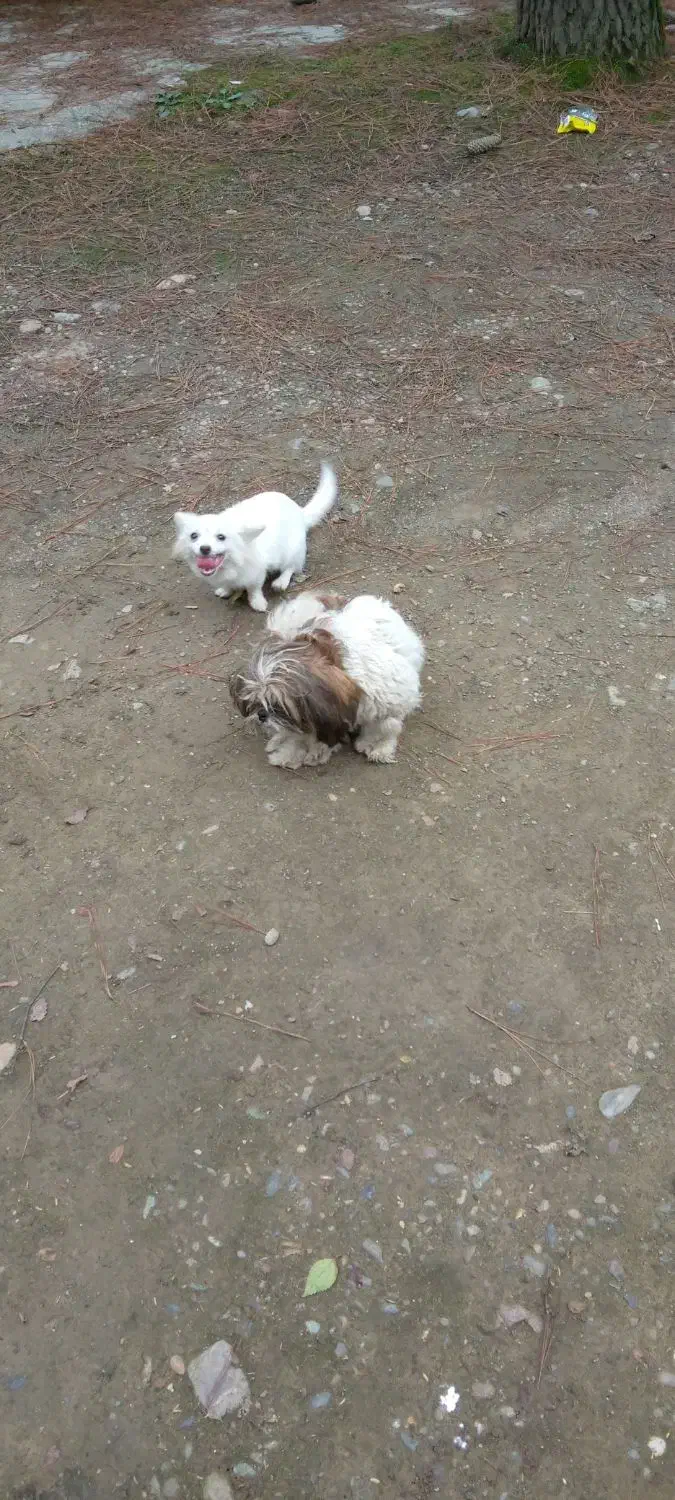 شیتزو دختر و پامر پسر|سگ|شفت, |دیوار