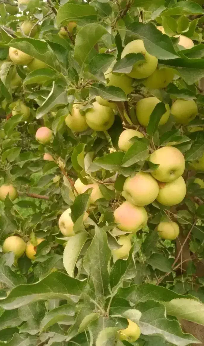 انواع سیب سفید و قرمز نقدا اجاره گرفته میشود|خدمات باغبانی و درختکاری|ارومیه, |دیوار