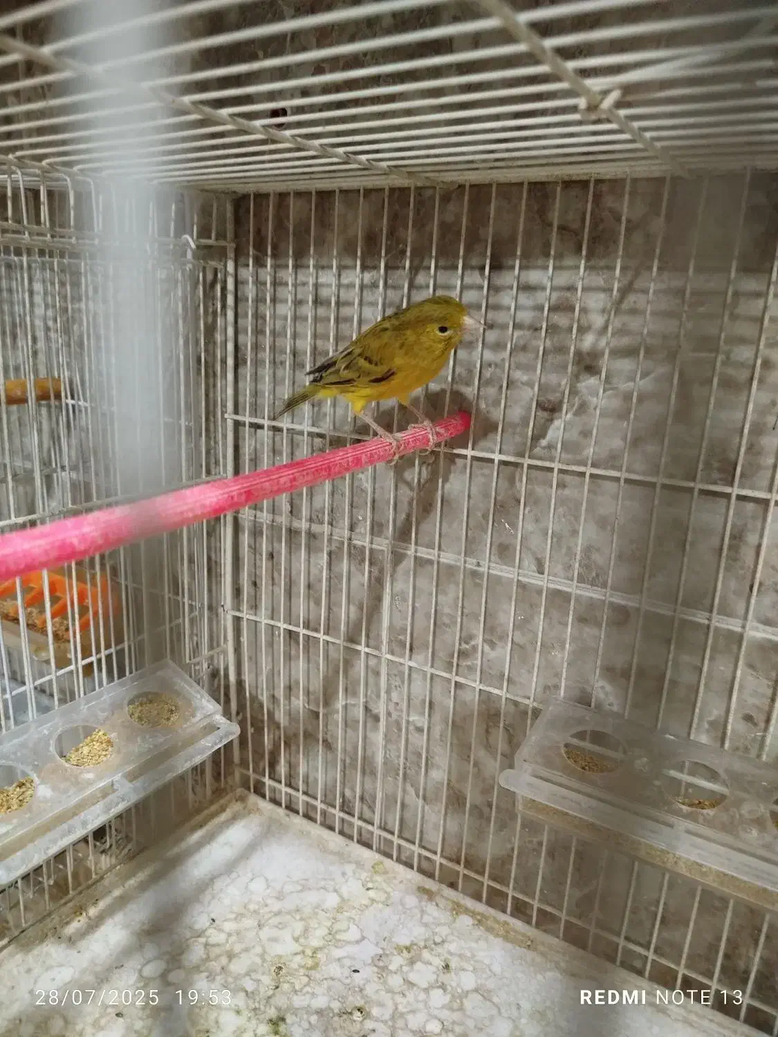 قناری ماده،کوتوله،عروس،مرغ عشق|پرنده|مشهد, امین آباد|دیوار