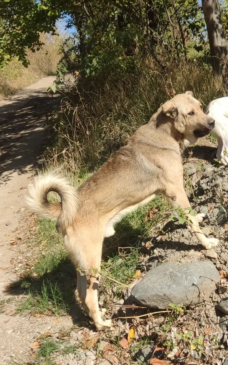 سک نر 17ماهه|سگ|هوراند, |دیوار