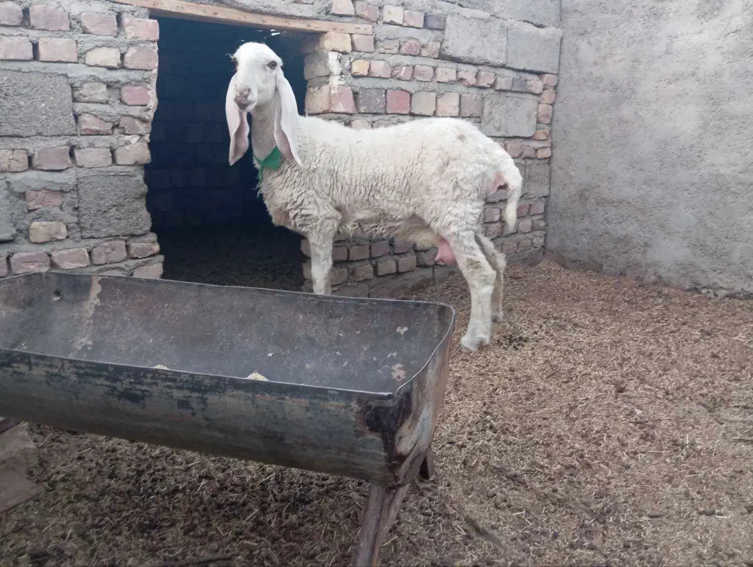 میش مری کاموریایی|حیوانات مزرعه|زابل, |دیوار