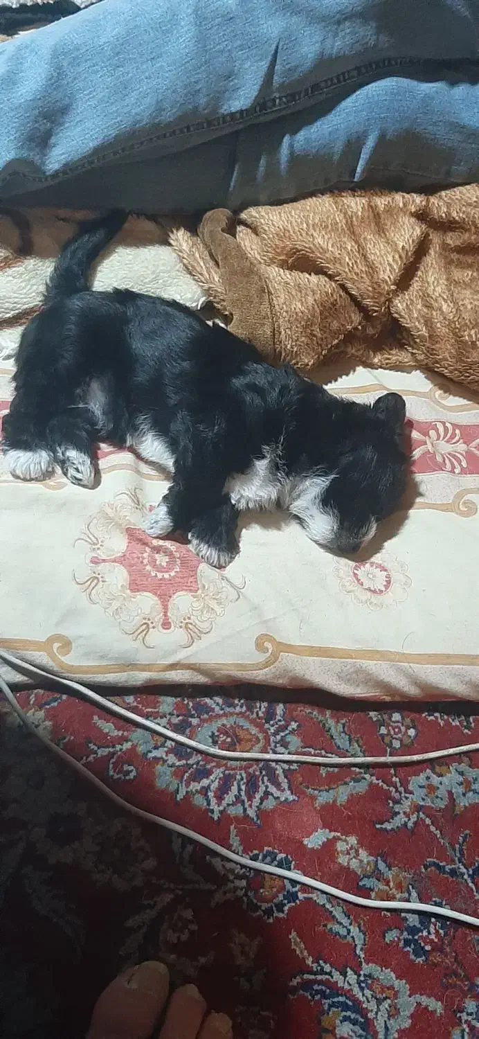 توله سگ شیتزو خالص|سگ|ری, اقدسیه|دیوار