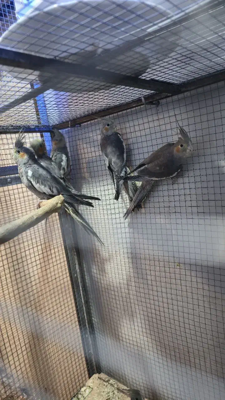 عروس هلندی|پرنده|شاهرود, |دیوار