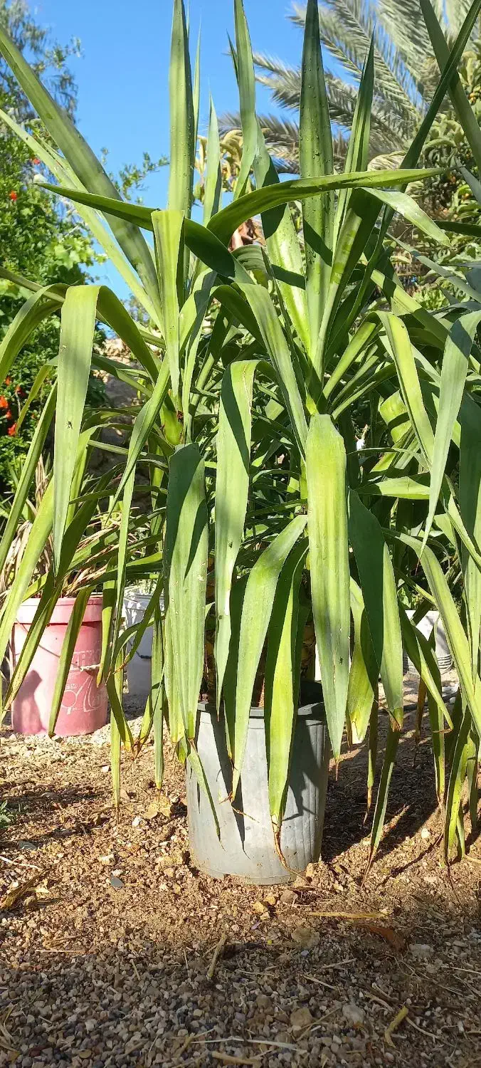 گل یوکا|گل و گیاه طبیعی|خفر, |دیوار