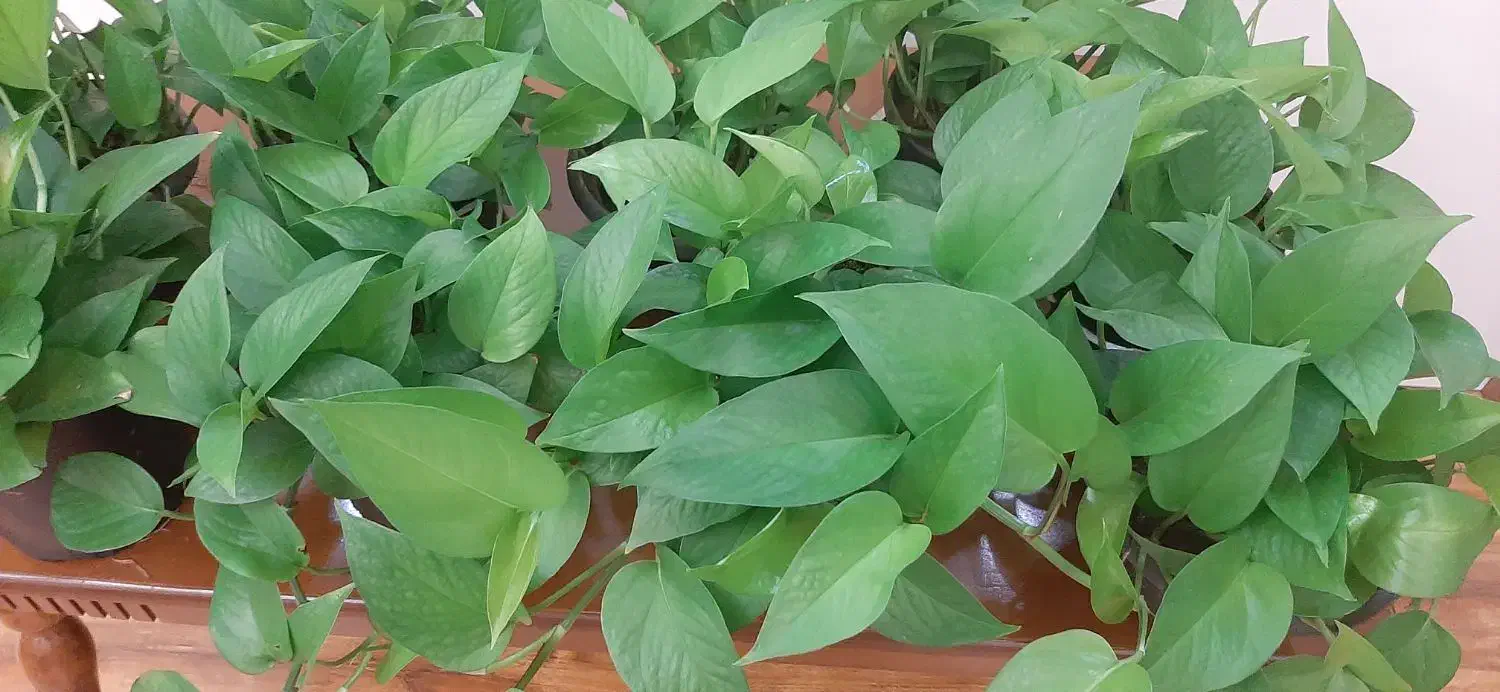 گل پتوس|گل و گیاه طبیعی|پرند, فاز ۳|دیوار