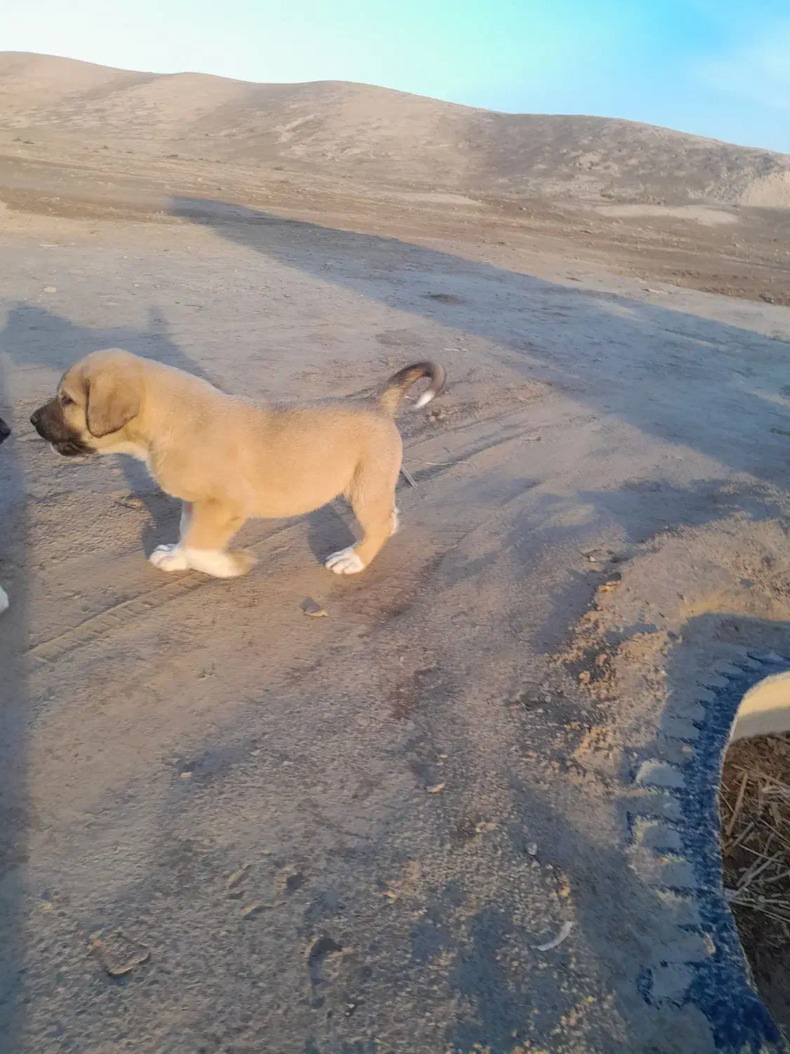 توله سرابی اصیل|سگ|آزادشهر, |دیوار