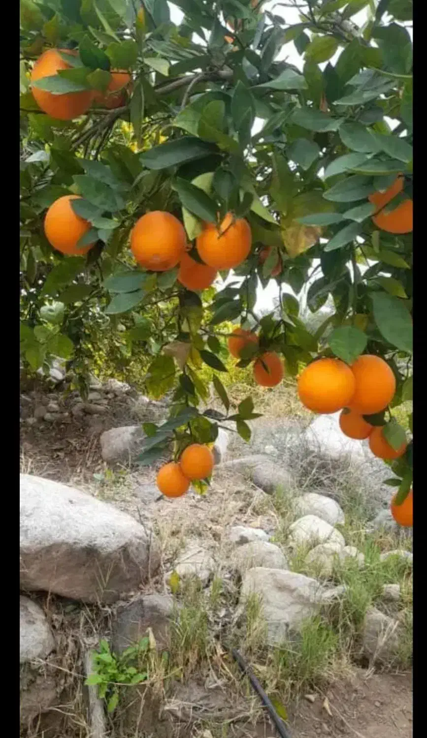 میوه مرکبات کوهستانی|خوردنی و آشامیدنی|اصفهان, دانشگاه اصفهان|دیوار