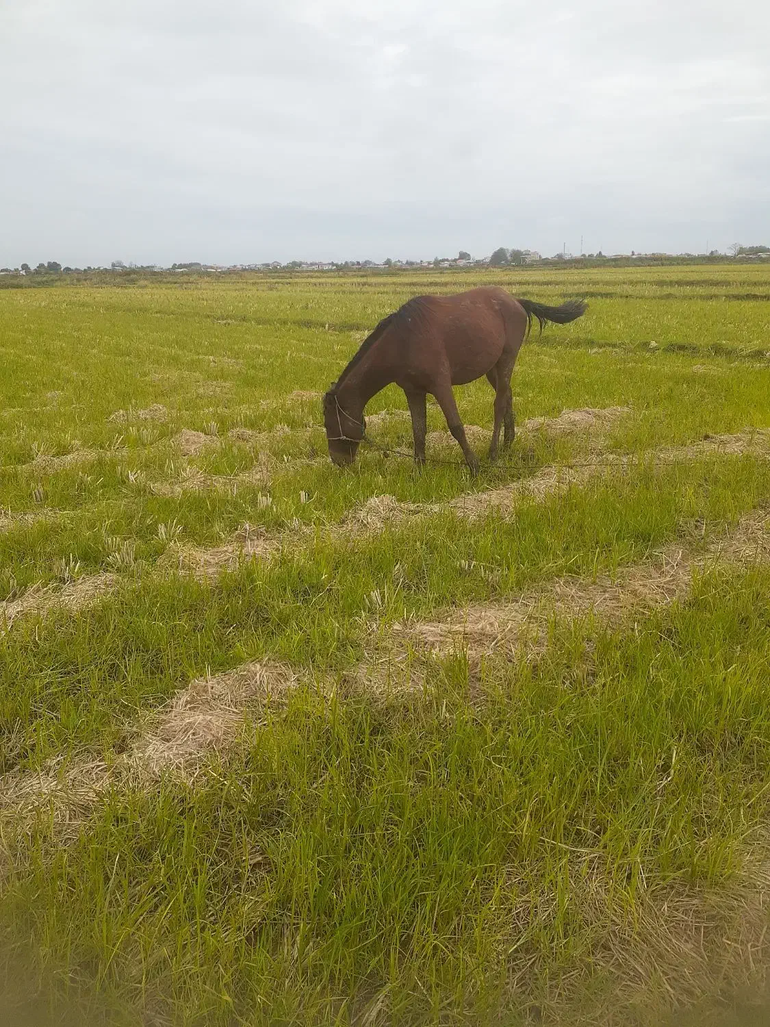 اسب ۲سال سواری|اسب و تجهیزات اسبسواری|چاف و چمخاله, |دیوار