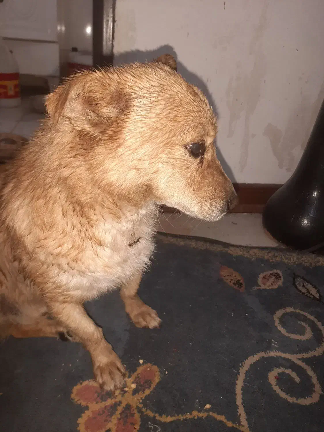 واگزار سگ اصلی|سگ|پرند, فاز ۵|دیوار