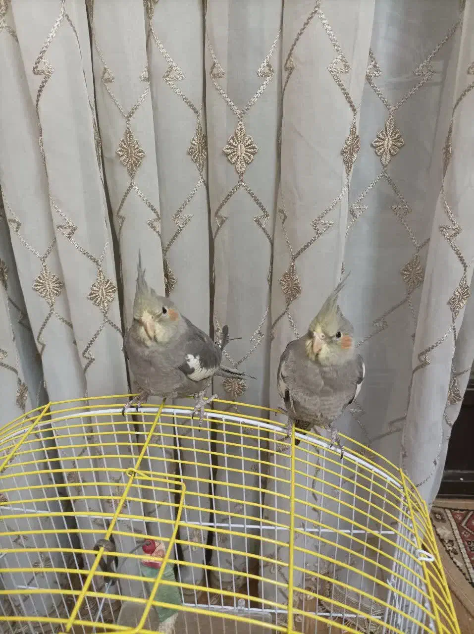 عروس هلندی|پرنده|اصفهان, کساره|دیوار